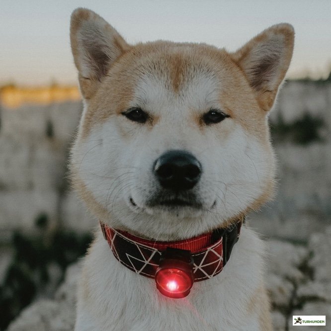 Orbiloc Dog Dual - Rd