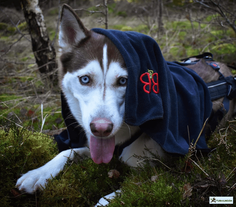 B&B Microfiber h�ndkl�de L/XL