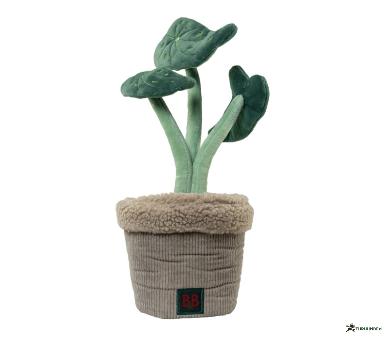 B&B Pawtanic Garden Plante