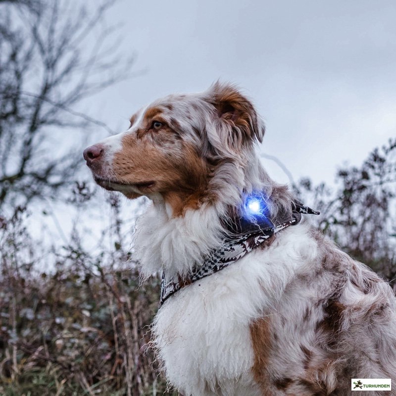 Orbiloc Dog Dual - Bl�