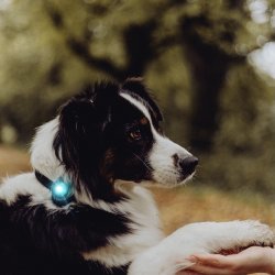 Orbiloc Dog Dual - Turkis