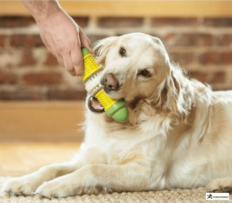 LickiMat Buddy Klassisk - Aktivering - Turhunden