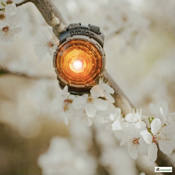 Orbiloc Dog Dual - Amber