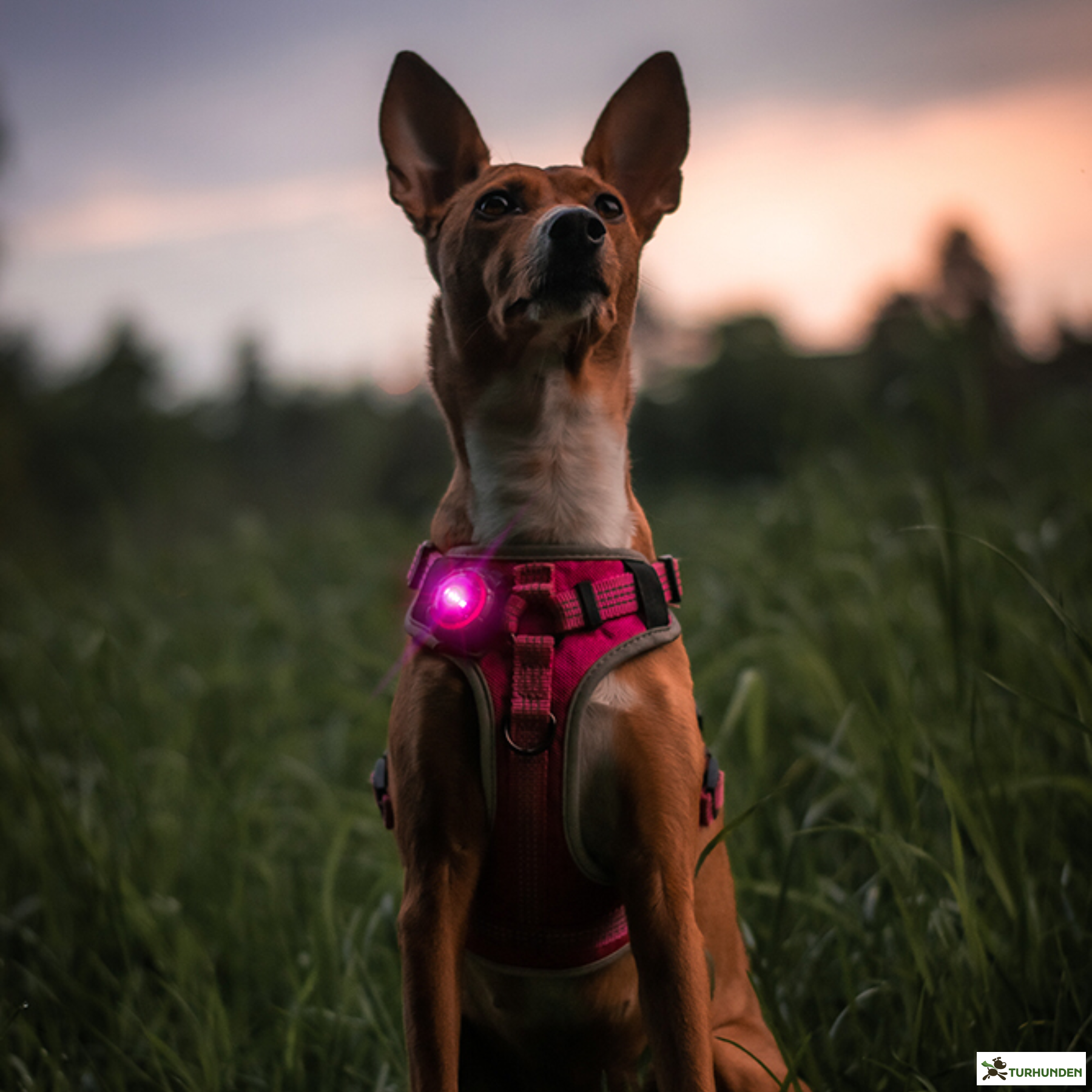 Orbiloc Dog Dual - Pink