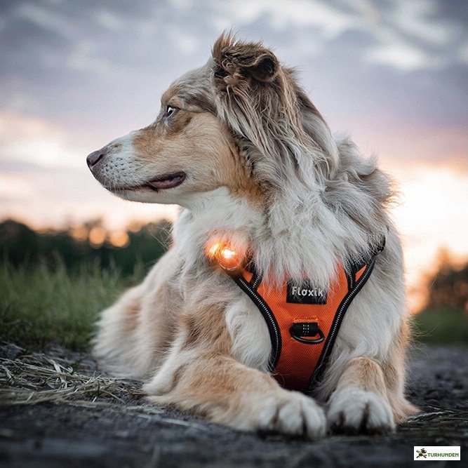 Orbiloc Dog Dual - Amber