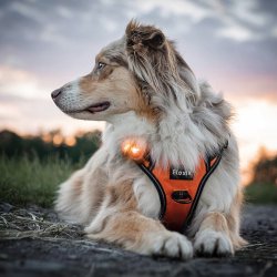 Orbiloc Dog Dual - Amber