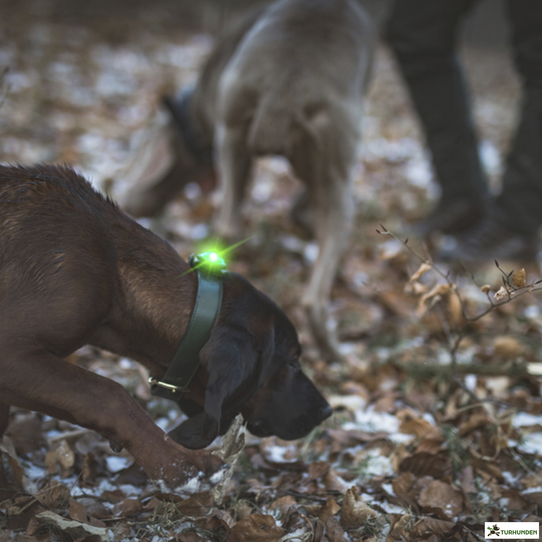 Orbiloc Dog Dual - Grn