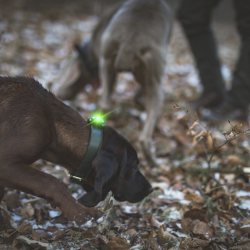 Orbiloc Dog Dual - Grn