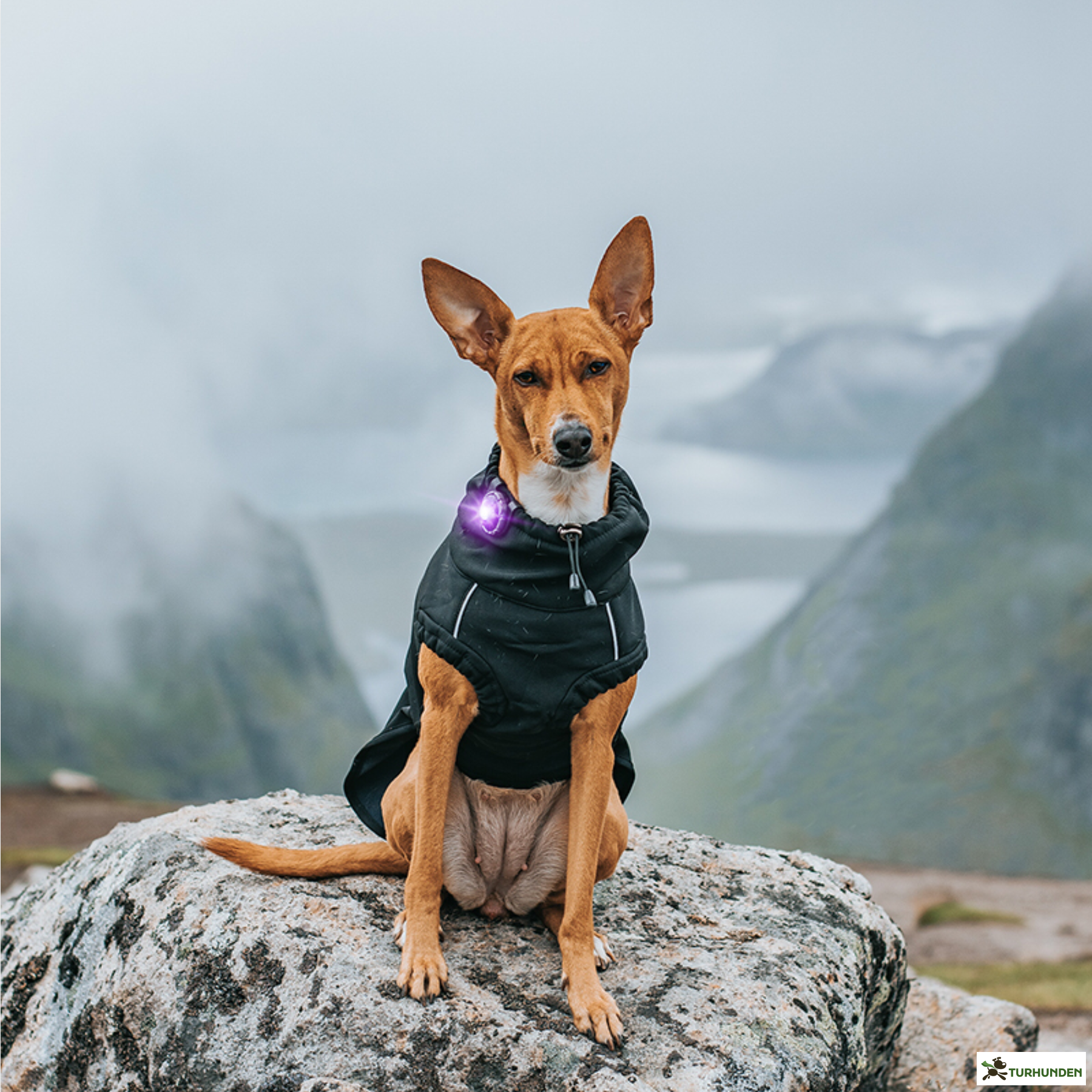 Orbiloc Dog Dual - Lilla