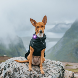 Orbiloc Dog Dual - Lilla