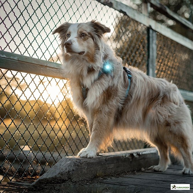 Orbiloc Dog Dual - Turkis