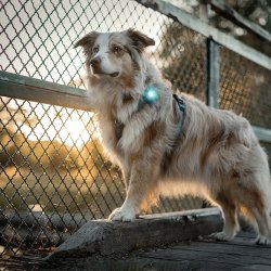 Orbiloc Dog Dual - Turkis