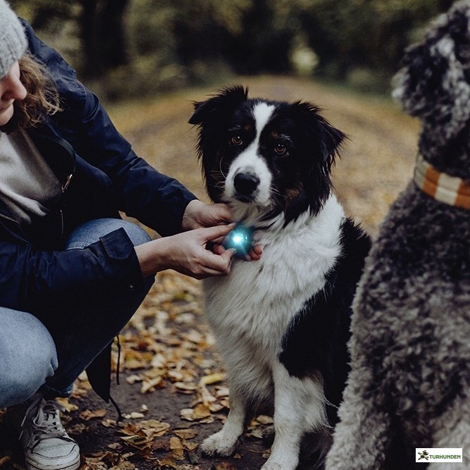 Orbiloc Dog Dual - Turkis