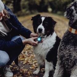 Orbiloc Dog Dual - Turkis