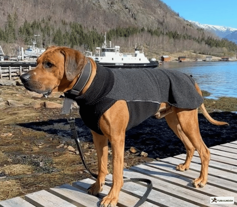 Canelana Sidney Ulddkken