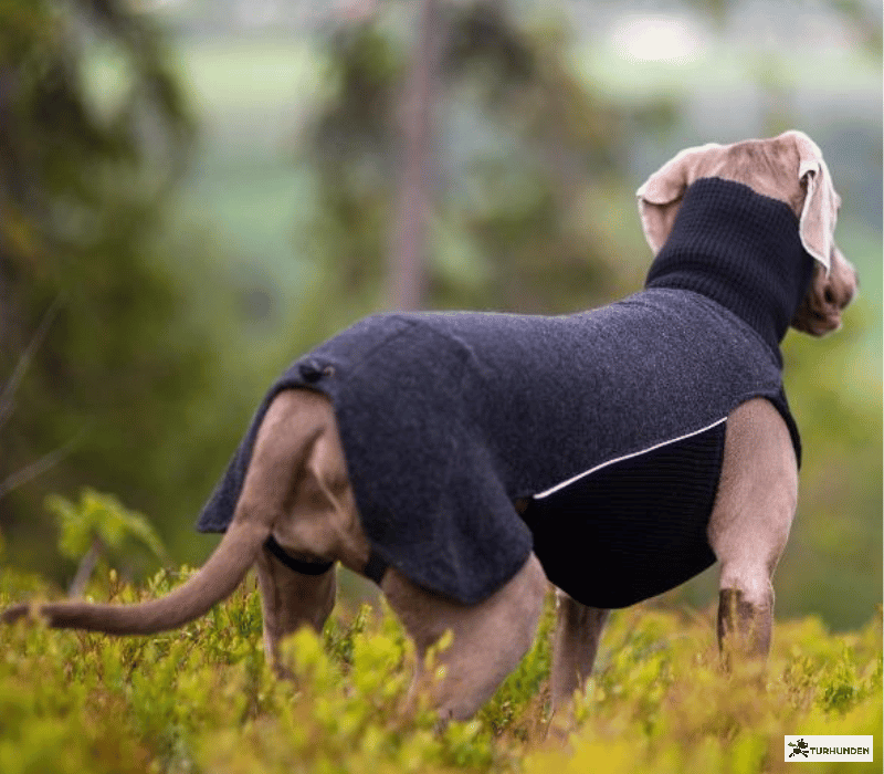 Canelana Sidney Ulddkken