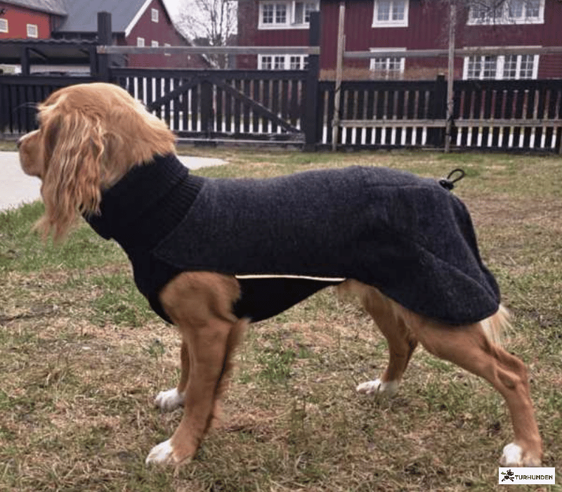 Canelana Sidney Ulddkken