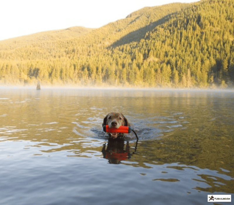 Chuckit Amphibious Bumper