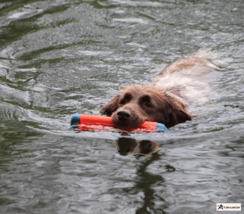 Chuckit Amphibious Bumper