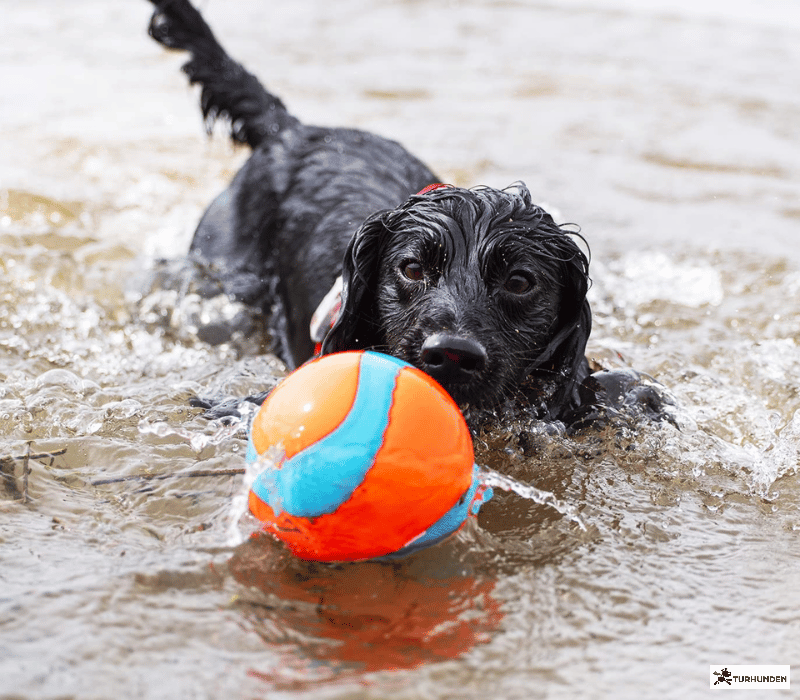 Chuckit Amphibious Mega Ball