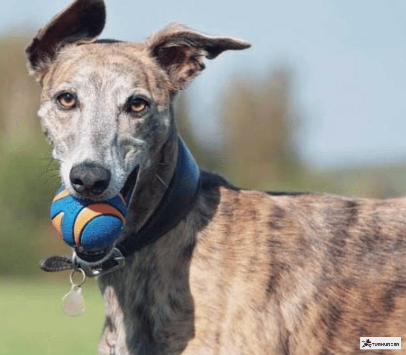 Chuckit Ultra Squeaker Ball