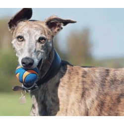 Chuckit Ultra Squeaker Ball