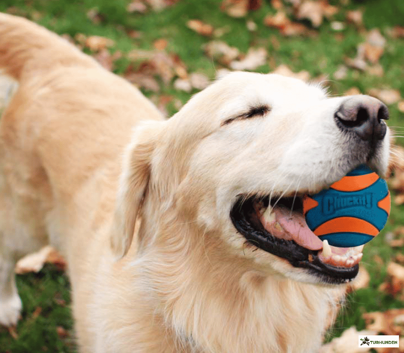 Chuckit Ultra Squeaker Ball