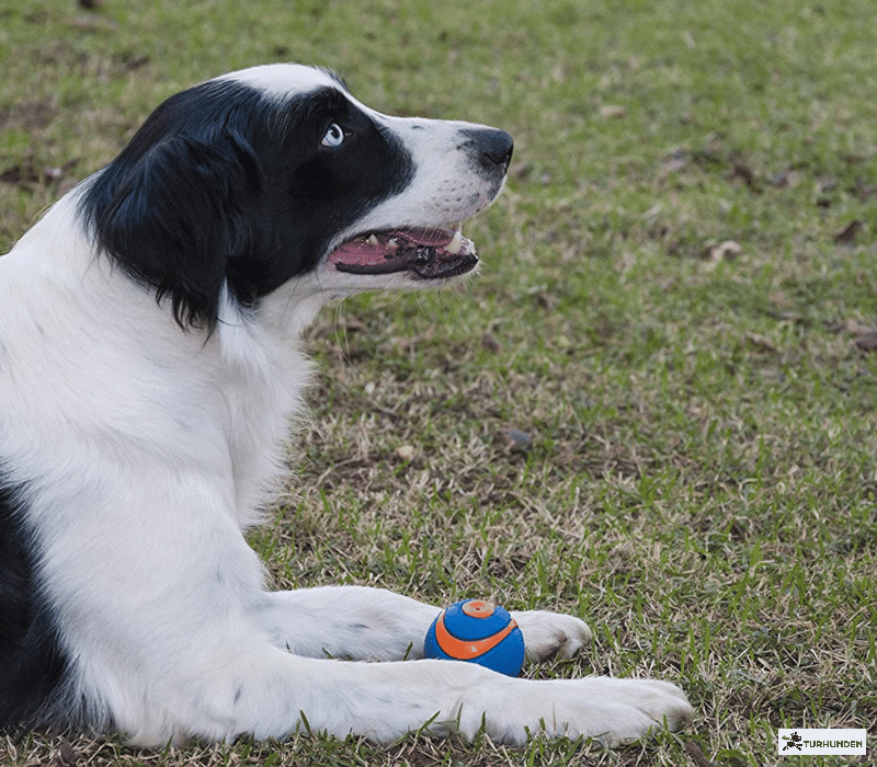 Chuckit Ultra Squeaker Ball