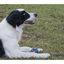 Chuckit Ultra Squeaker Ball
