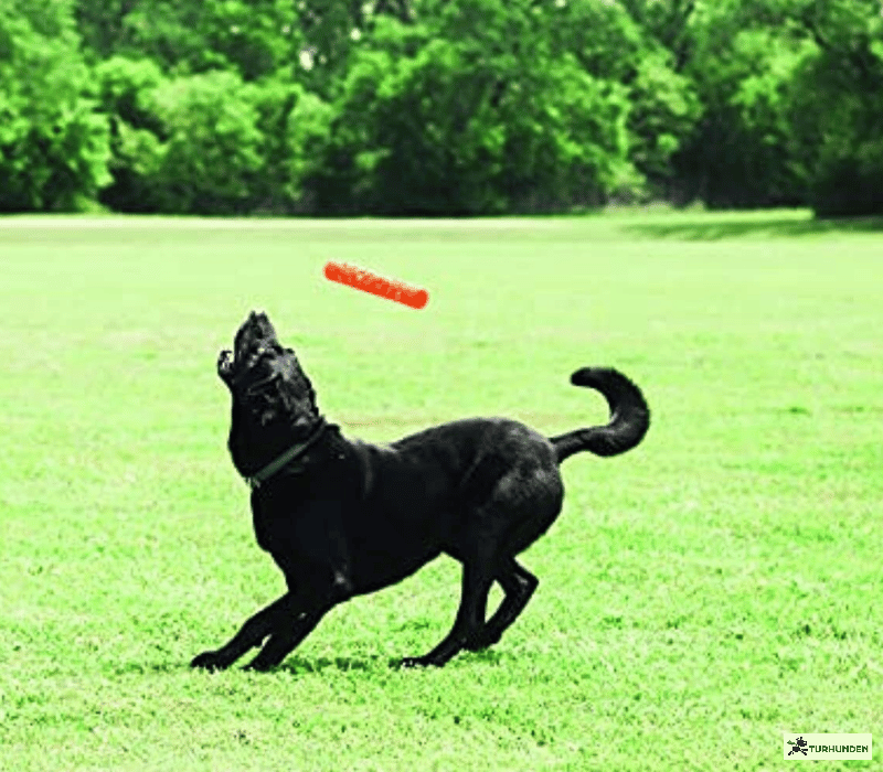 Chuckit Air Fetch Stick L