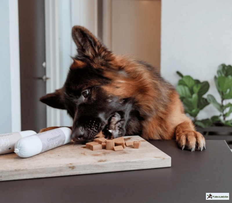 Companion+ Feast foderp�lse Lamb