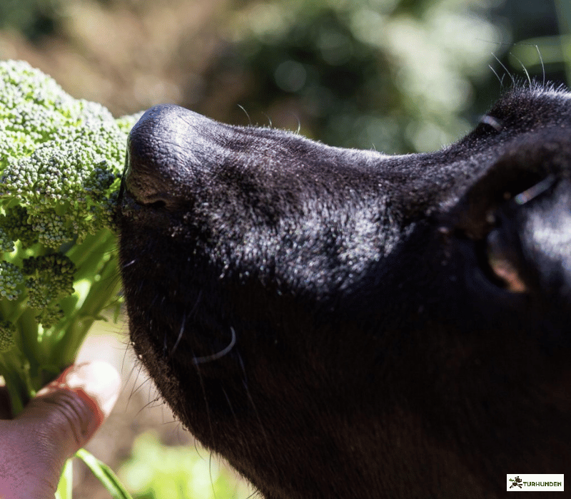 Cooka's Cookies - Trret Broccoli