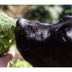 Cooka's Cookies - Trret Broccoli