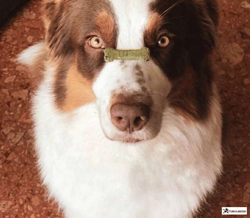 Cooka's Cookies - Porto Spirit