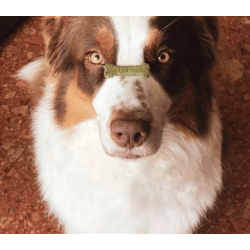 Cooka's Cookies - Porto Spirit