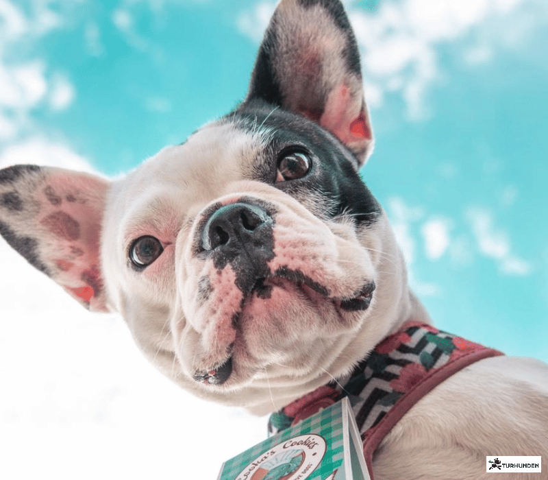 Cooka's Cookies - Chicken Love