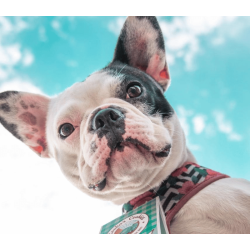 Cooka's Cookies - Chicken Love