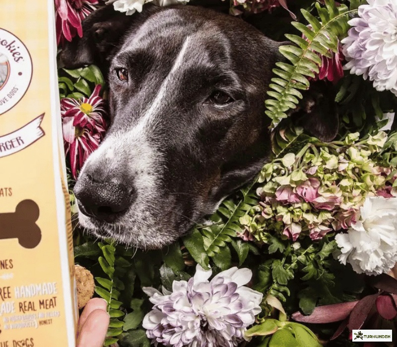 Cooka's Cookies - Gourmet Burgers