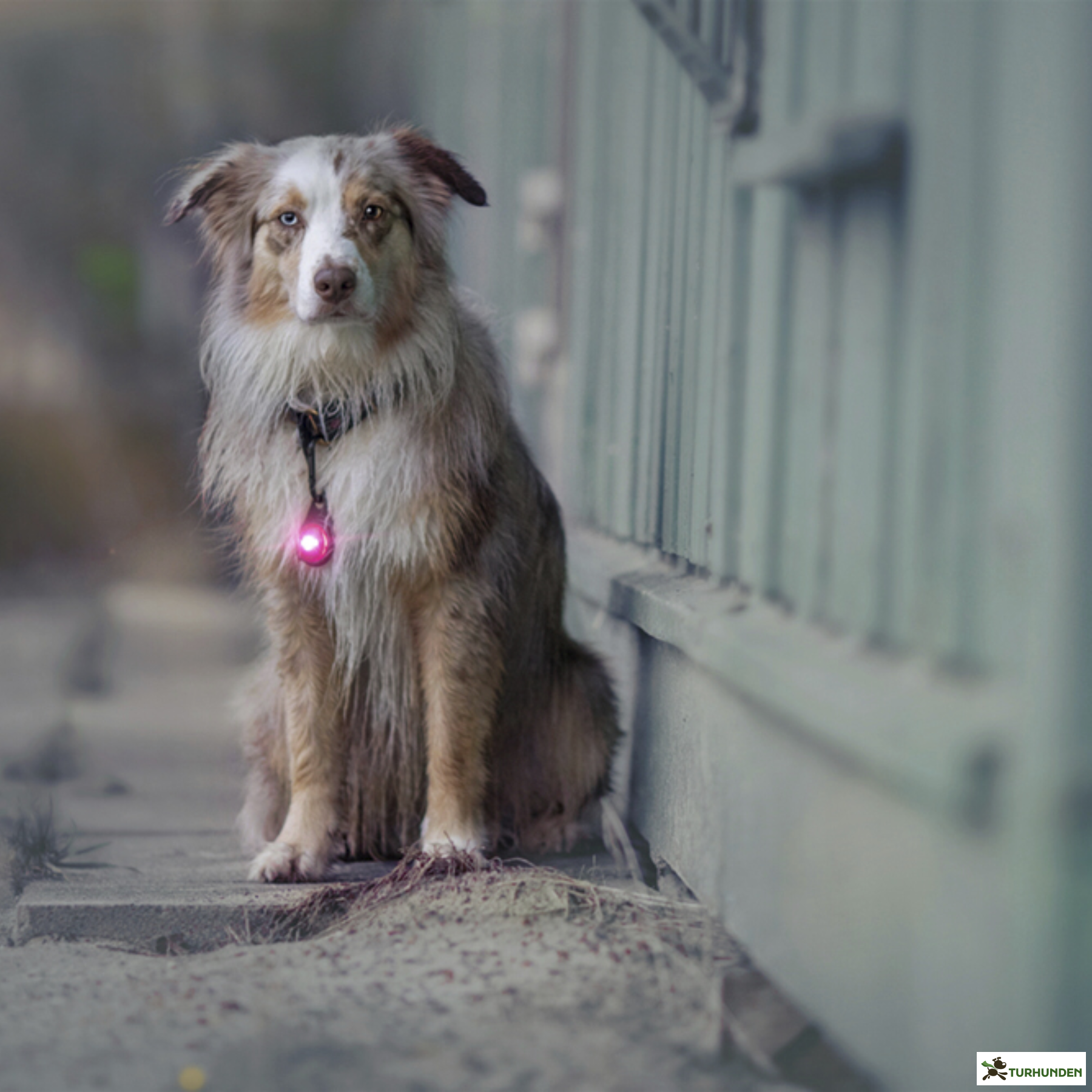 Orbiloc Dog Dual - Pink