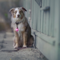 Orbiloc Dog Dual - Pink