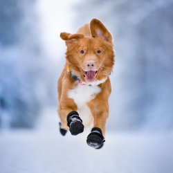 Orbiloc Dog Dual - Gul