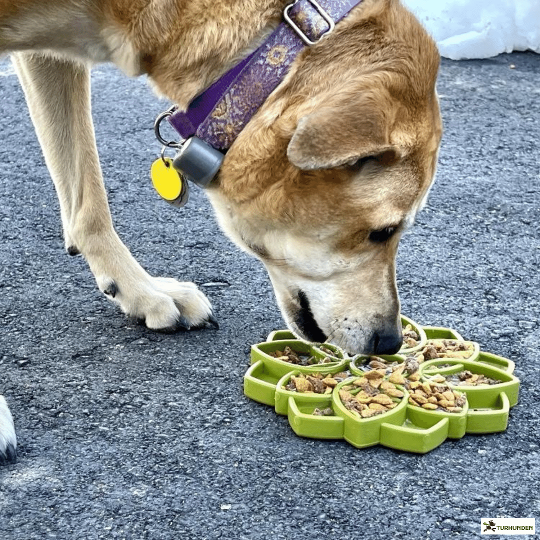 Sodapup Etray Mandala Slowfeeder