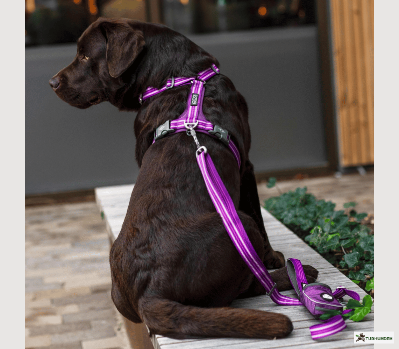 Dog Copenhagen Comfort Walk Air Sele 