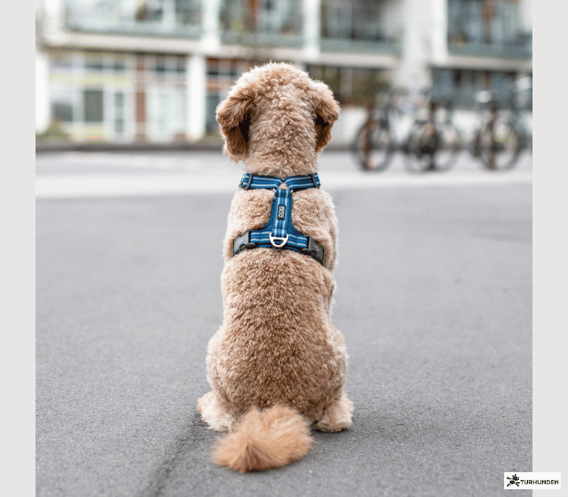 Dog Copenhagen Comfort Walk Air Sele 