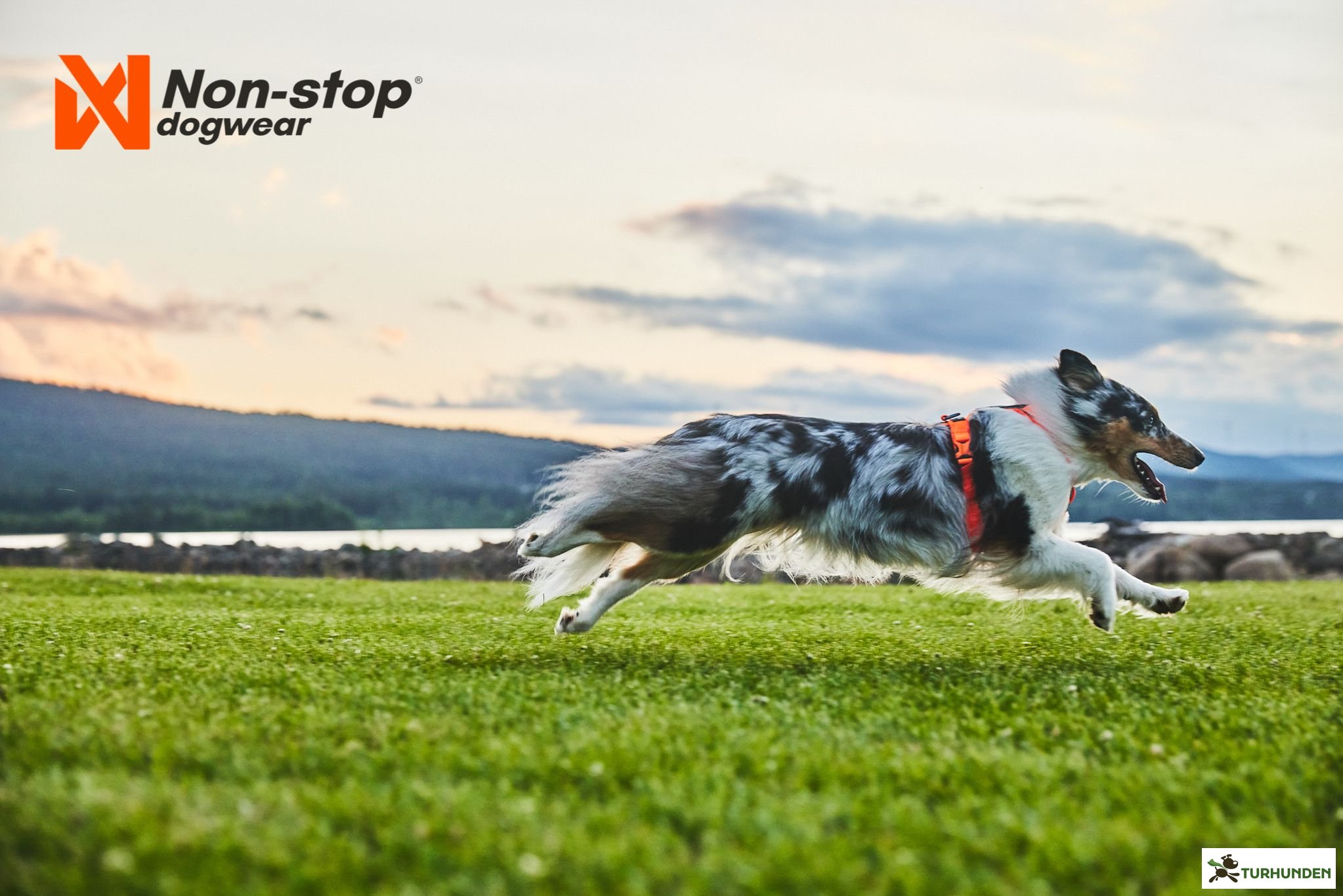 Non-Stop dogwear Line Harness 5.0