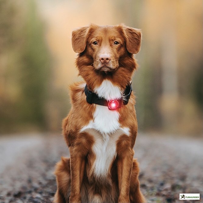 Orbiloc Dog Dual - Rd