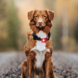 Orbiloc Dog Dual - Rd