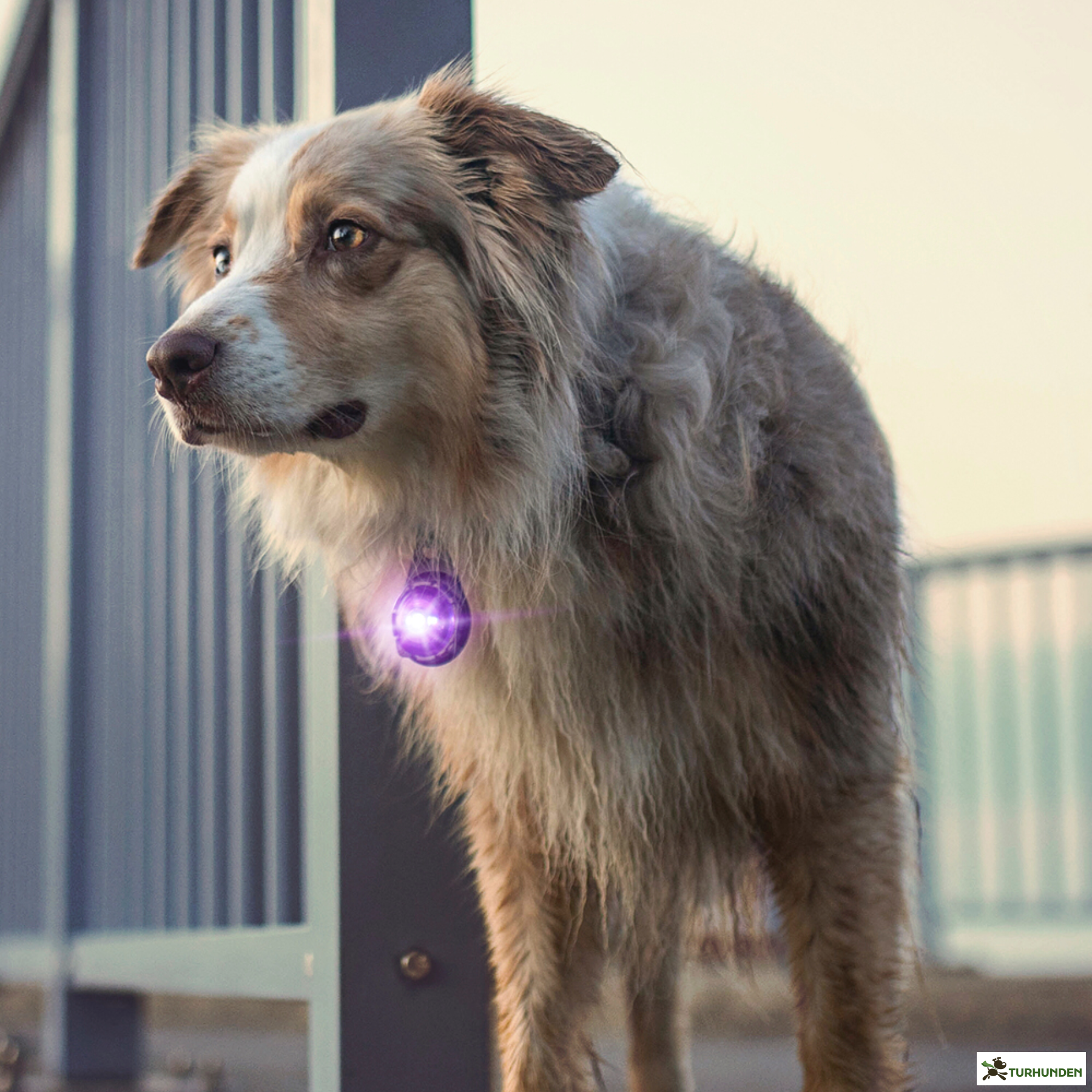 Orbiloc Dog Dual - Lilla