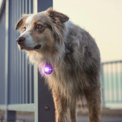 Orbiloc Dog Dual - Lilla