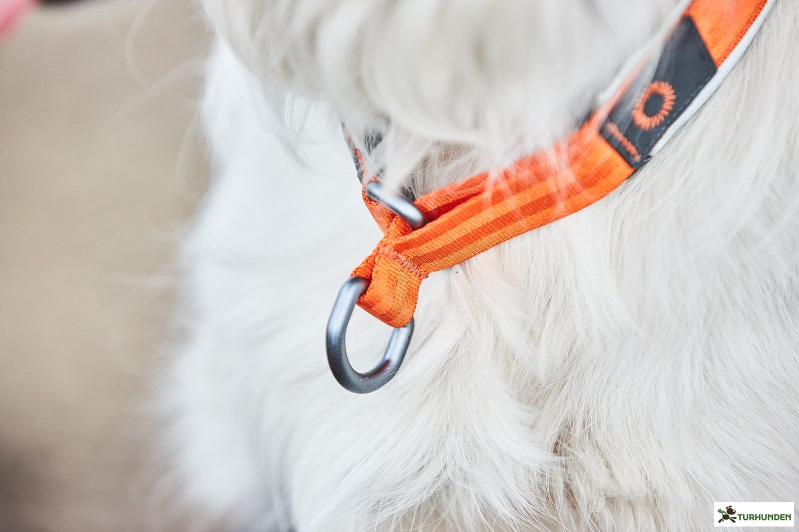 Non-stop dogwear Cruise Collar - Orange